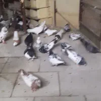 دسته رنگی درجه ۱