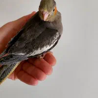 عروس هلندی