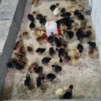 جوجه گردن لختی و کاکولی