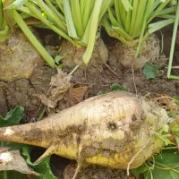 چقندربرای دام