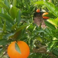 فروش یک قطعه باغ