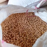 نخود بهاره کرمانشاه