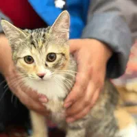واگذاری دو عدد گربه سه ماهه باهم