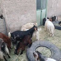 بزو نری فروشی