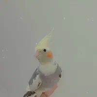 عروس هلندی دوقلو