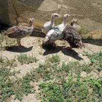 نیمچه بوقلمون ،مرغ گلین