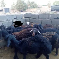 ۱۰ عدد بره ماده غزل افشار لخت درجه عتیقه.گوسفندمیش