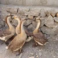 یک جفت قوغاز با دو تا قوغاز ماده