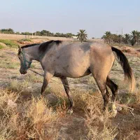 اسب ماده
