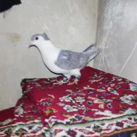 کفتر کبوتر جفتگاه پرشی