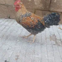 خروس محلی