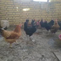 مرغ تخمگذار