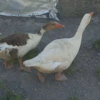 یک جفت غاز