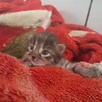 واکذاری گربه