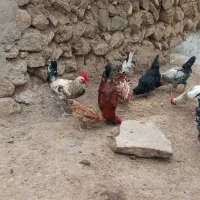 5عدد خروس گلین
