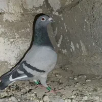 پرنده