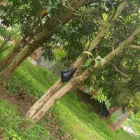 زمین ۲۰۲ متری مسکونی سنگر قاضیان/ سراوان