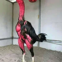 خروس لاری مرغ لاری جوجه لاری