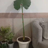 بابا آدم