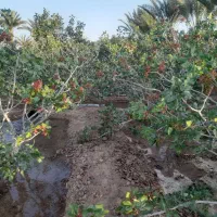 فروش زمین کشاورزی وزمین خونه باغ باقر آباد