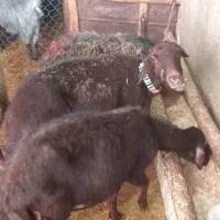 هفت راس میش داشتی درجه یک