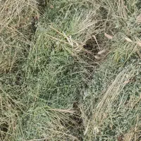 بیده|خوردنی و آشامیدنی|هنزا, |دیوار