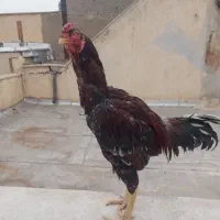 حراج تخم لاری