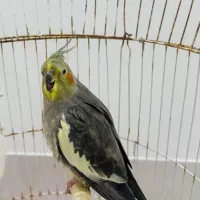عروس هلندی ماده