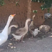 قوقاز 4عدد