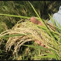 برنج کامفیروزی به شرط پخت