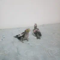 عروس هلندی