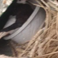کبوتر ساده