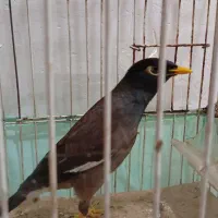 مرغ مینا