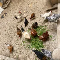مرغ خروس