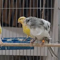 قناری فری