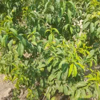 باغچه به متراژ 500متر