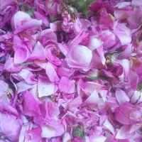 گل محمدی مربایی