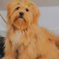 سگ شیتزو