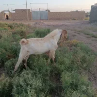 نربز 2ساله