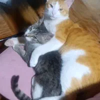 گربه نروماده عقیم ۲ سال و ۵ ماه