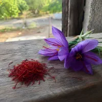 زعفران ناب