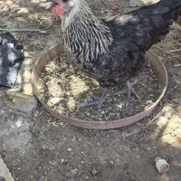 مرغ درشت