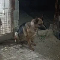 سگ ژرمن|سگ|اصفهان, کوی گلزار|دیوار