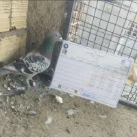 کفتر پلاکی ماده میهام