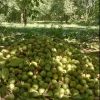 اجاره گردوی شما با قیمت توافقی