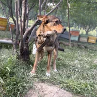 سگ  نگهبان|سگ|سنندج, |دیوار