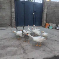 غازسرحال جوجه عید