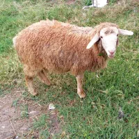پارس اباد روستای تکله