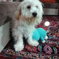 سگ شیتزو تریر