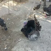 بوقلمون برنز